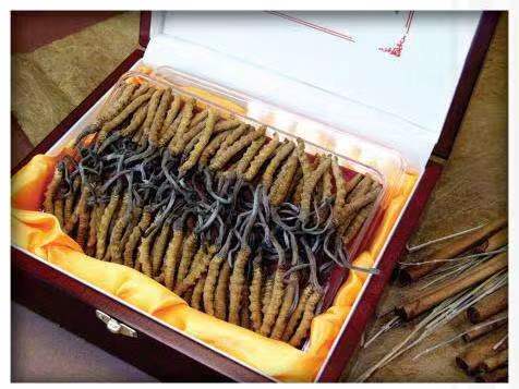 桑珠孜冬虫夏草回收